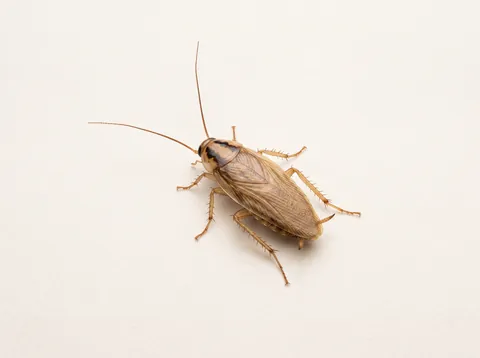 Cucaracha alemana adulta, color café claro, vista desde arriba